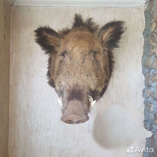 Чучело головы кабана