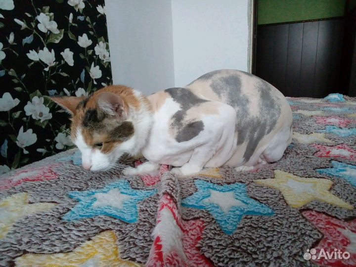 Стрижка котов и кошек