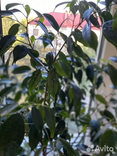 Фикус бенжамина