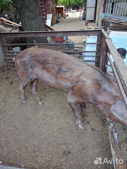 Хряк на племя