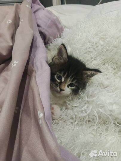 Продам котят