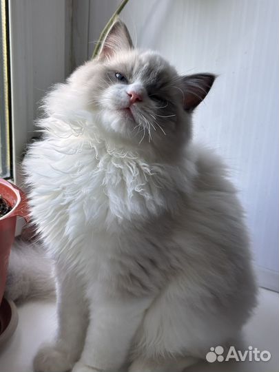 Котенок породы Ragdoll