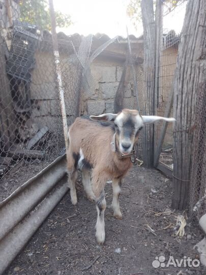 Нубийский козлик