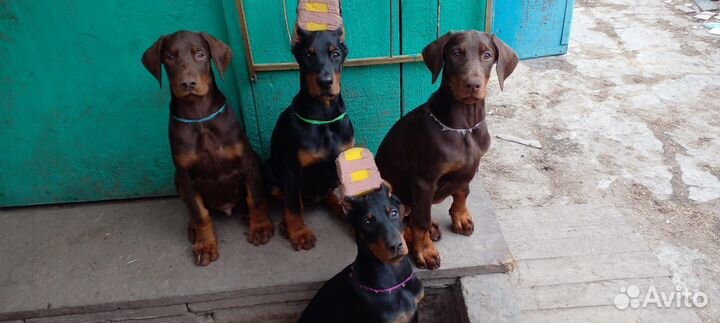 Щенки добермана