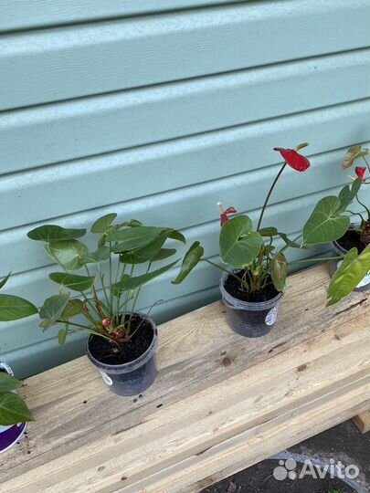 Антуриум. Мужское счастье. Красный