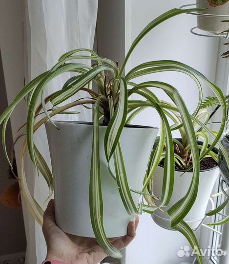 Хлорофитум кудрявый пестрый