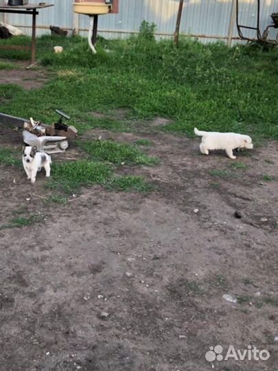 Собаки бесплатно