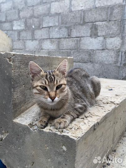 Кошки и котята