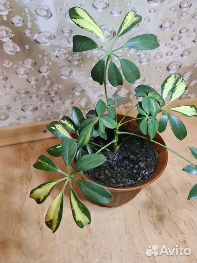 Шефлера,Юка комнатная