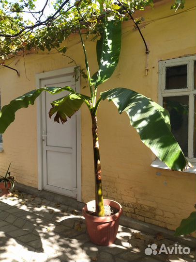 Банановая пальма