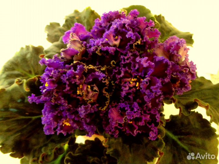 Фиалки во всей красе