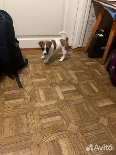 Джек Рассел терьер