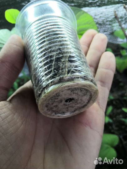 Рассада батата