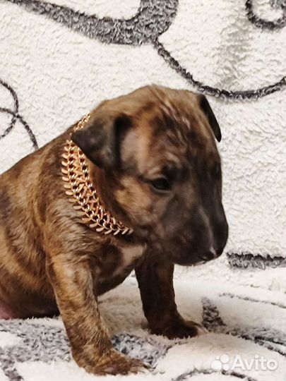 Щенки стандартного бультерьера