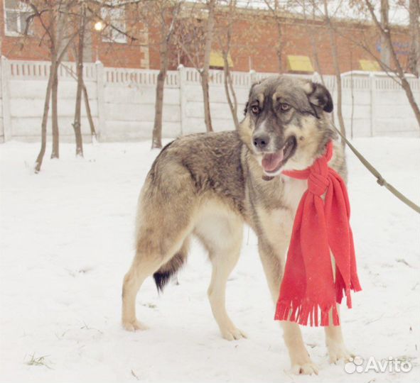 Собака в добрые руки, Несси