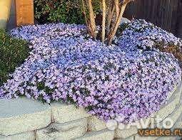 Гейлардия, флокс, астра, тимьян