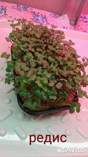 Микрозелень