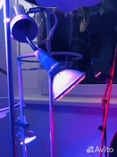 Светодиодная фитолампа CanLing, E14, свет