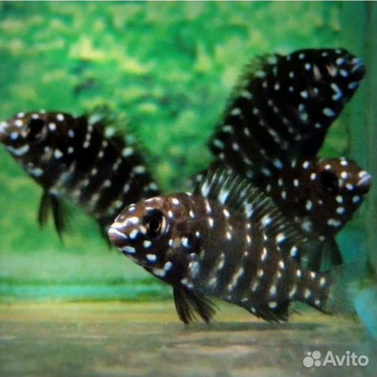 Аквариумные рыбки