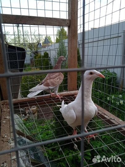 Чехи молодые