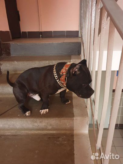 Американский булли покет вязка