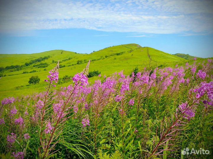 Иван чай 1 кг 2023 экологически чистый, польза