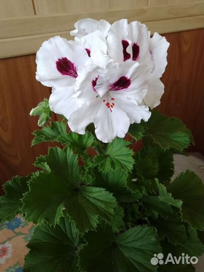 Пеларгонии королевские, бегонии