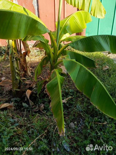 Банановая пальма