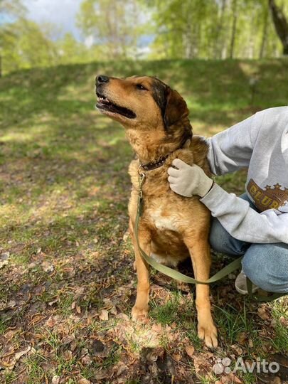 Добрый пёс ищет дом