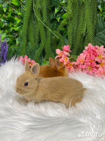 Декоративные кролики домашние