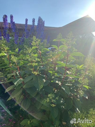 Гортензия вимс ред