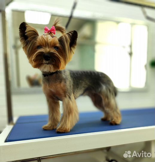 Зоосалон, груминг, стрижка собак и кошек