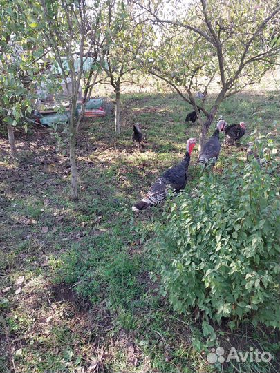 Молодые индюки петухи