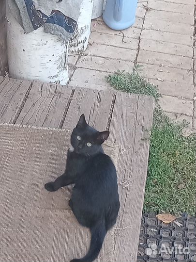 Кошка в дар