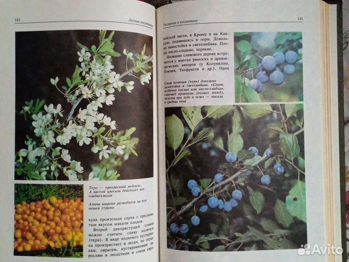 Лесная косметика. Молодожникова Л. М. 1991 г