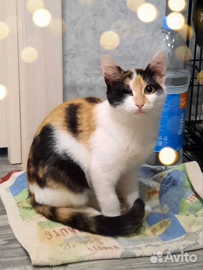 Котята метисы