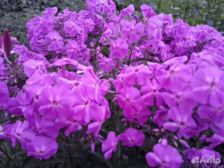 Флоксы многолетние