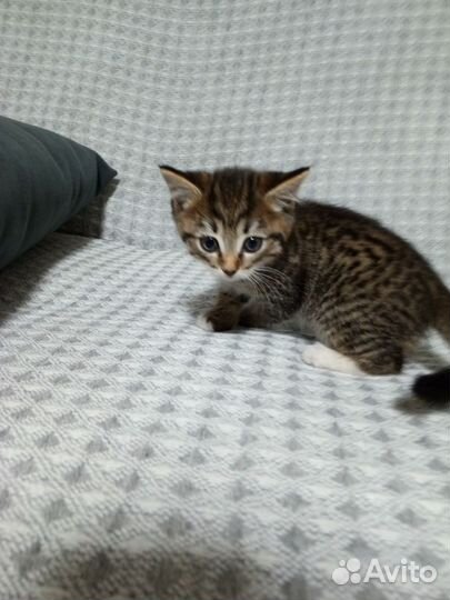 Отдам котенка