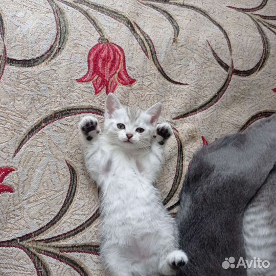 Котята шотландские