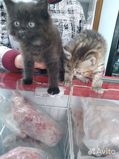 Котенок ищет дом