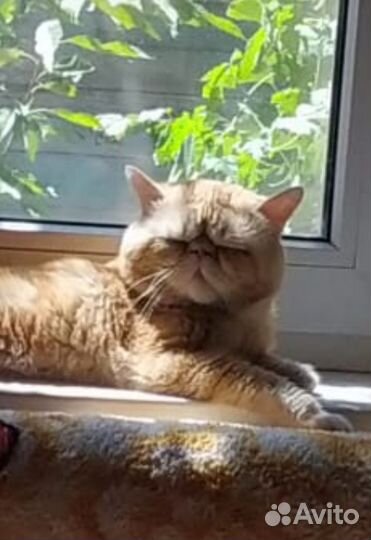 Котята беби фэйс