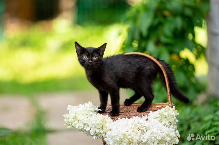 Котенок в дар