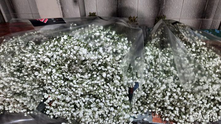 Гипсофила Пачками В розницу Букеты Доставка