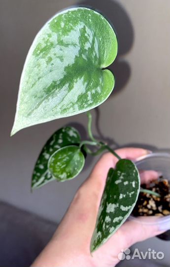 Эпипремнум Сильвер Энн