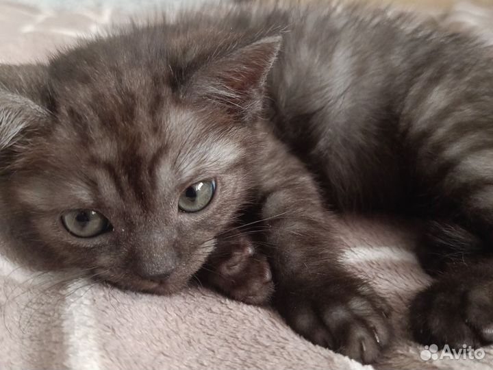 Фото котика. Услуга