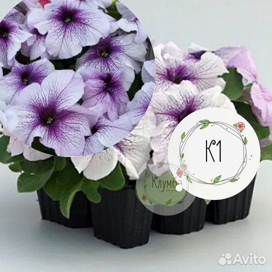 Кустовая Петуния