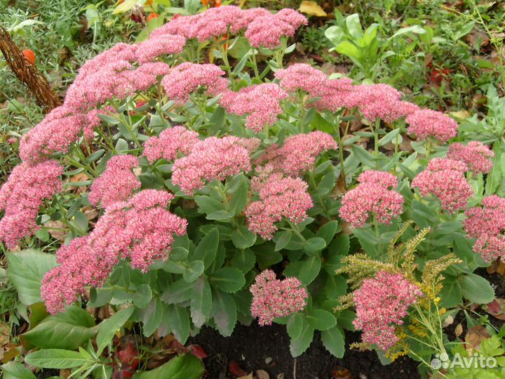 Многолетние растения 2