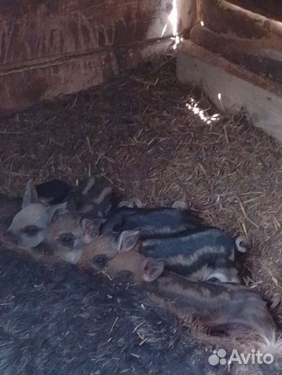 Поросята венгерской мангалицы