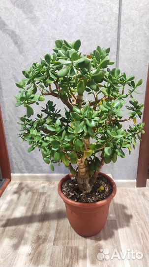 Толстянка (денежное дерево)