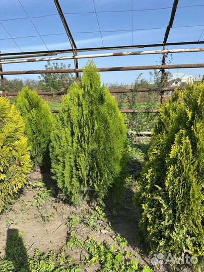 Туя голден смарагд